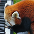 synthbear 的头像