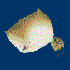 CocoonShape 的头像
