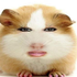 Avatar for heri_pota