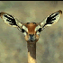 Avatar for hylobates_lar