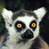 TheLemurBlog için avatar