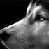 Avatar for sstr_