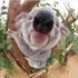 koala6020 için avatar