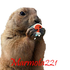 Avatar for Marmota221