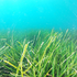 Avatar für posidonia20