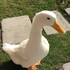 Avatar for Duck1626