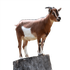 Avatar di JackB98