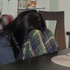 Avatar for Sendhelp343