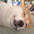 Deibruh 的头像