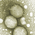 Avatar for Hepatitis_C