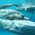 Beluga Whales 的头像
