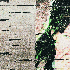 Avatar di sayohikawa