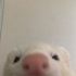 Avatar for zoogly