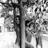 The Slits için avatar