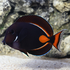Аватар для getfishcubed