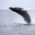 Аватар для Humpback Whales