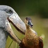 Avatar for mrpigeon