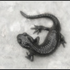 Awatar dla BlackSalamander