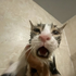 Avatar for Missingcatcrux