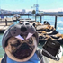 Avatar di kastetxd