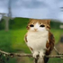 cinnamonkxto 的头像