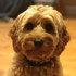 Avatar for Toodler