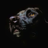 Avatar de Black_Dog2010