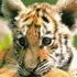 Tigerprank için avatar