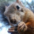 Avatar for Squirrelly42