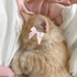 amandameow 的头像