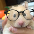 Avatar for alettadepollo