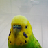 budgie4 için avatar