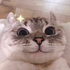 sinmeyy 的头像