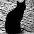 lechatnoir18 的头像
