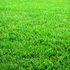 Аватар для grasgroen