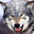 Avatar for Wolf_Lone666