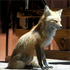 Fox-sox için avatar