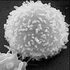 Leucocyte için avatar