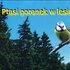 Avatar for Singing Birds of Poland