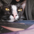 Avatar for Singapure-