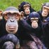 Avatar för A Gangue dos Macacos Ladrões