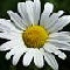 daisyflower476 的头像
