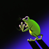 Avatar for adlons