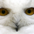 ArtificialOwl 的头像