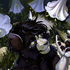 Avatar di ixiqts