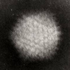 Avatar for Bacteriargh