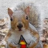 Avatar for Squirrelking