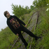 Avatar for Siter0148
