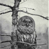 Avatar für BarredOwl
