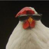 blind_chicken için avatar